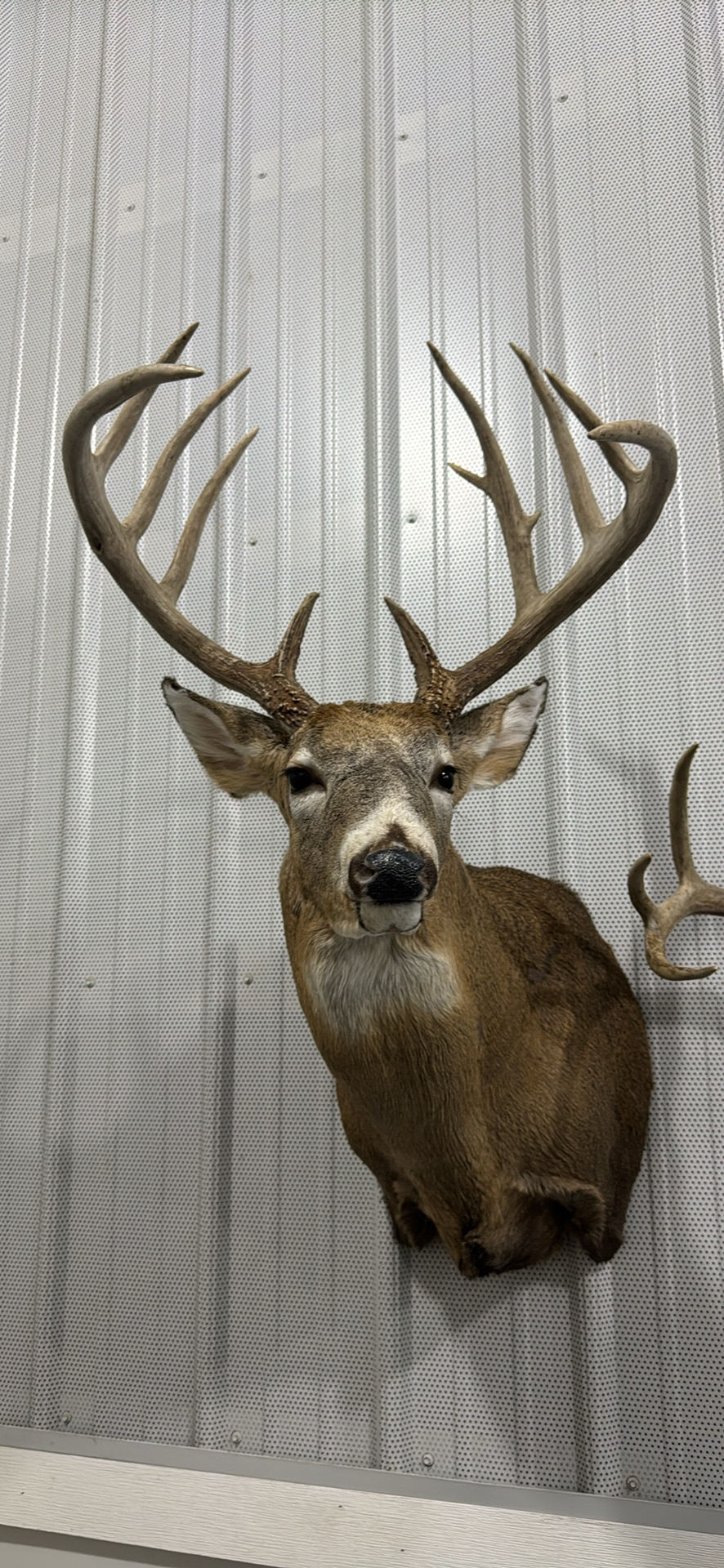 Finished whitetail shoulder mount