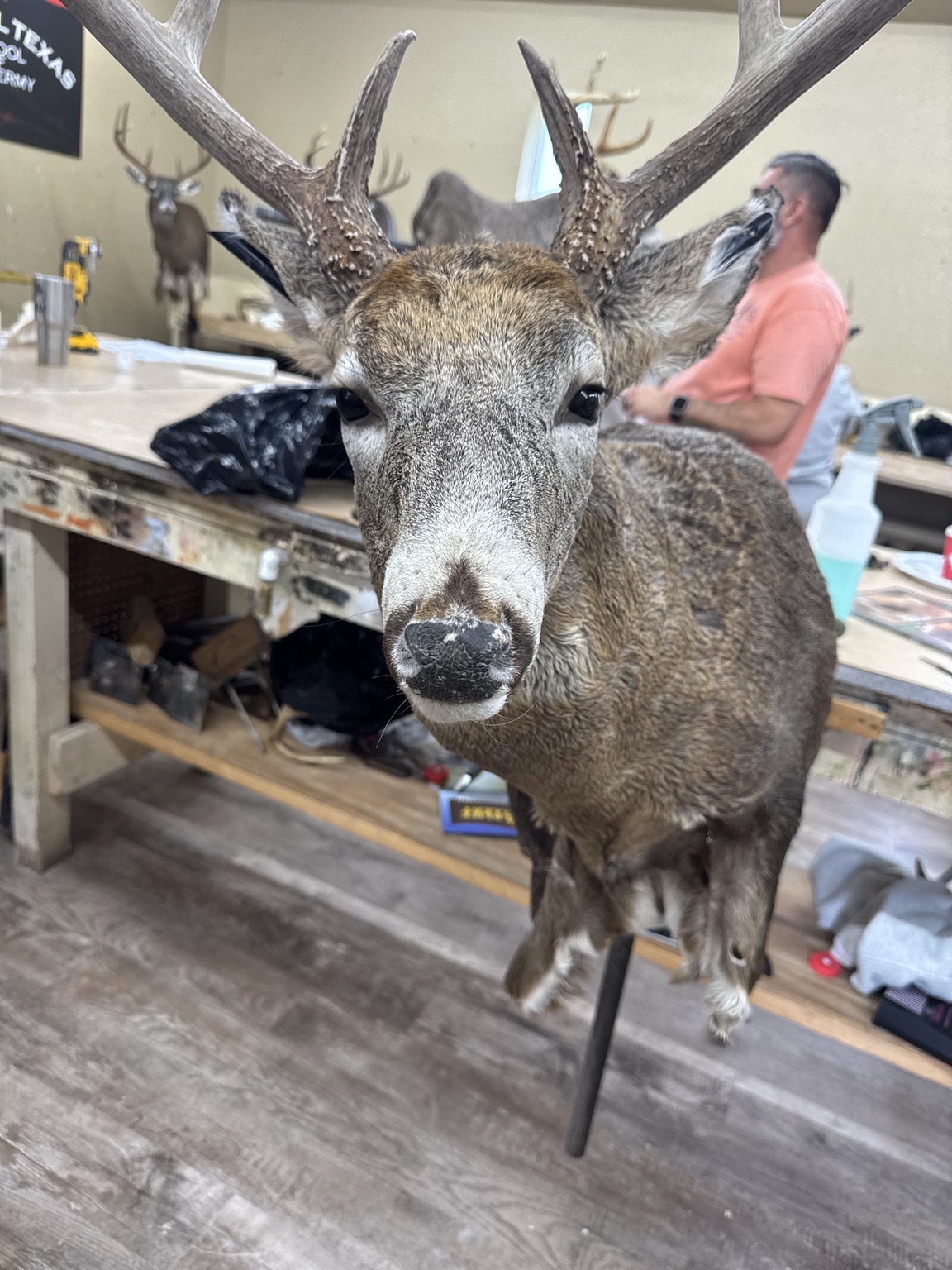 Whitetail shoulder mount in the shop